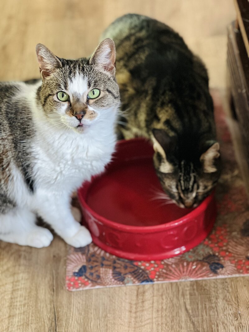 Cats