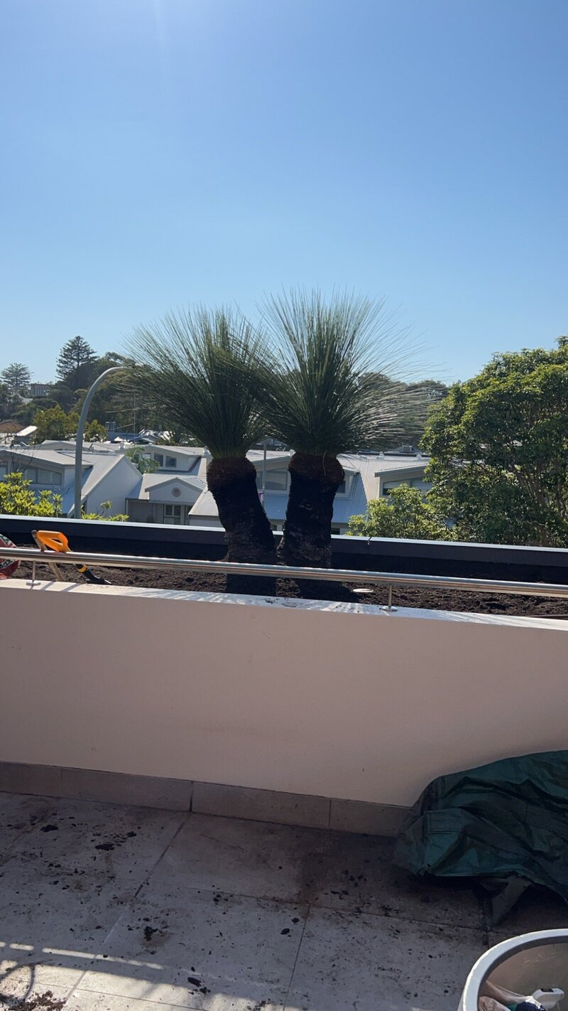 Go Green Nurseries -  multi trunk grass tree