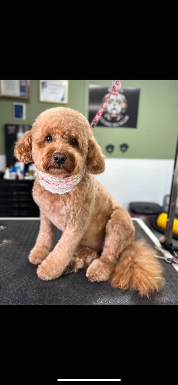 A freshly groomed fluffy dog with a trimmed coat at Molly's Littlest Pet Salon in Waxahachie, Texas
