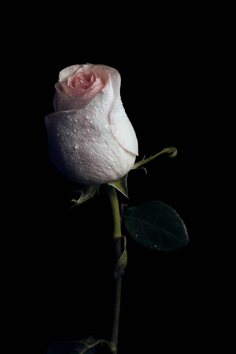 Rose 3