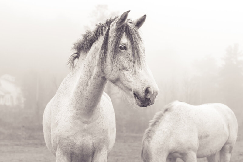 horse photography of wild horses