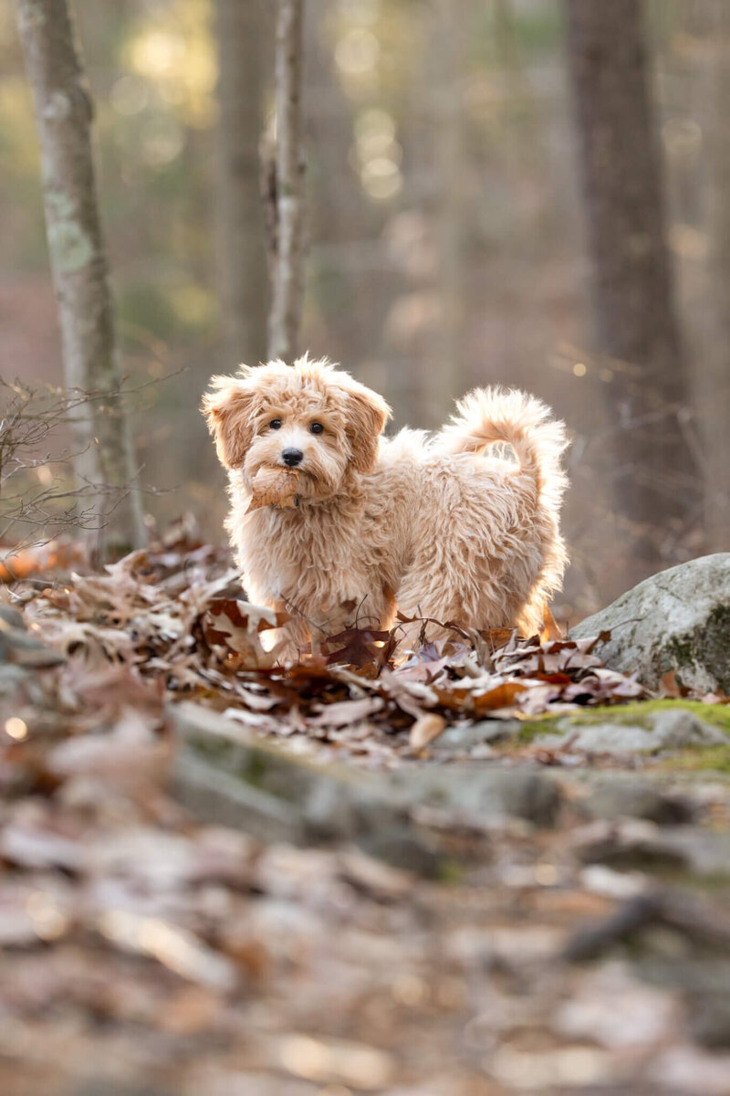 Backlit Golden Doodle puppy holding a leaf in his mouth standing in the leaves by a rock