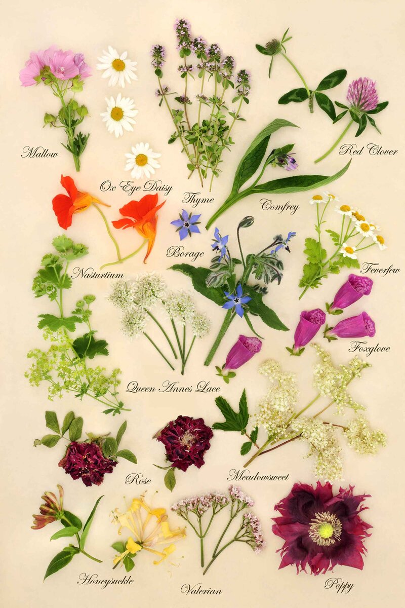 Bach Flower Remedies and the Ascended Masters Alchemy for Emotional Balance-