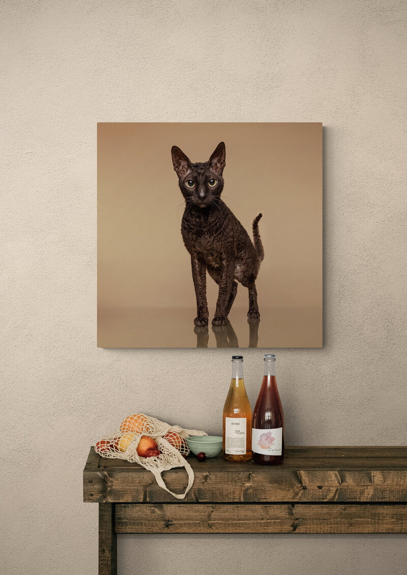 cat picture above bench with wine bottles