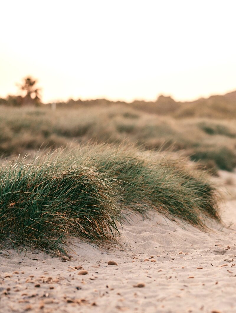 Gras am Strand vor der untergehenden Sonne im Hintergrund verschwommen