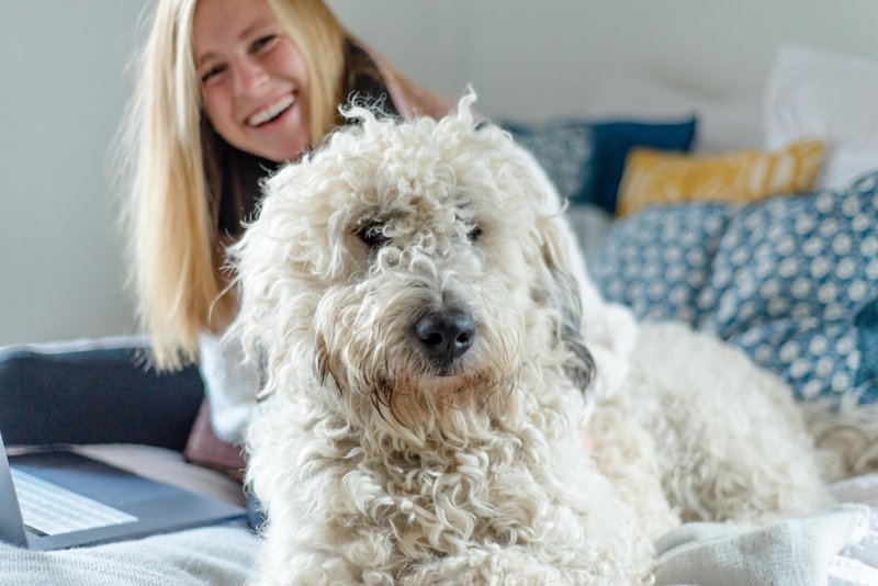 website designer with large dog