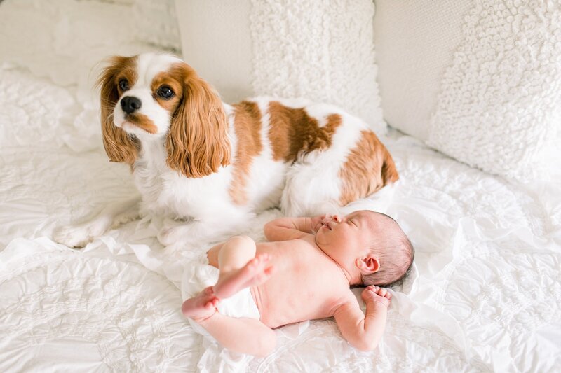 dog and baby photo by Philadelphia Newborn Photographer