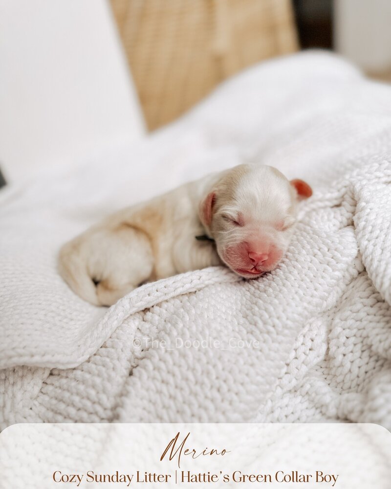 Cozy Sunday litter.zip - Pilsner (2)