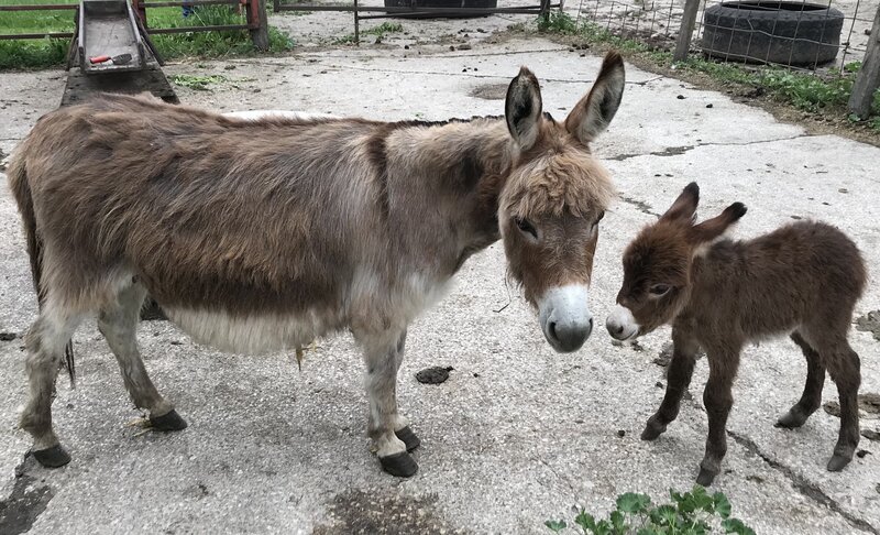 Caspian and Calynda