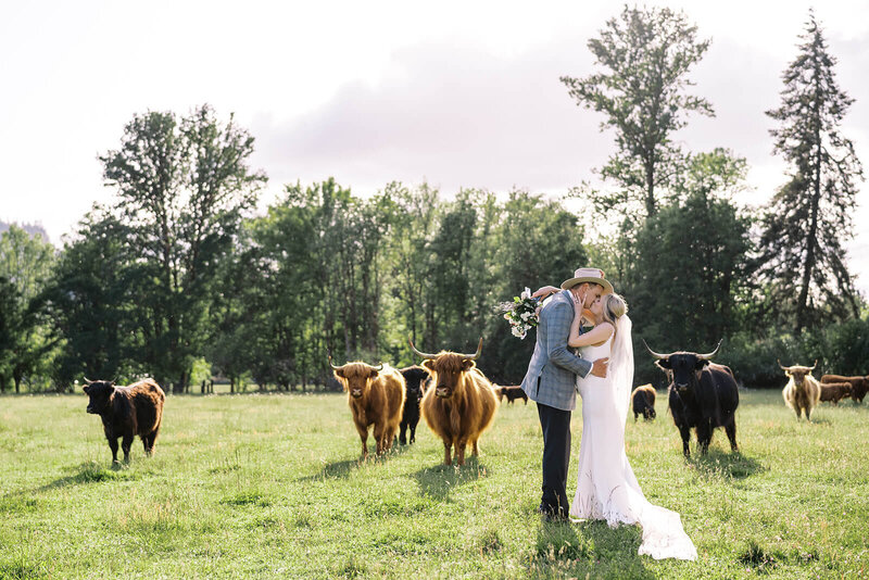 A bride and groom kiss in a field with their cows around them, representing a session from the wedding portfolio of candid photographer, Among the Oaks. 