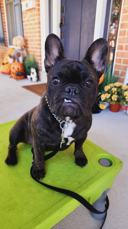 A black French Bulldog sitting on a green cot with an underbite