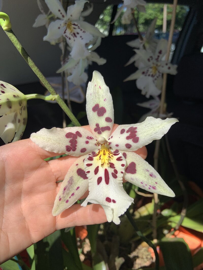 IGPD logo inspo orchid