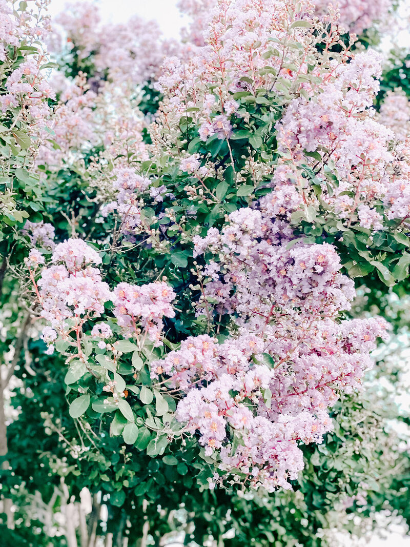 Pink blooms symbolizing the beauty and growth inspired by the Modern Mystic Mystery School and its spiritual entrepreneur teachings.