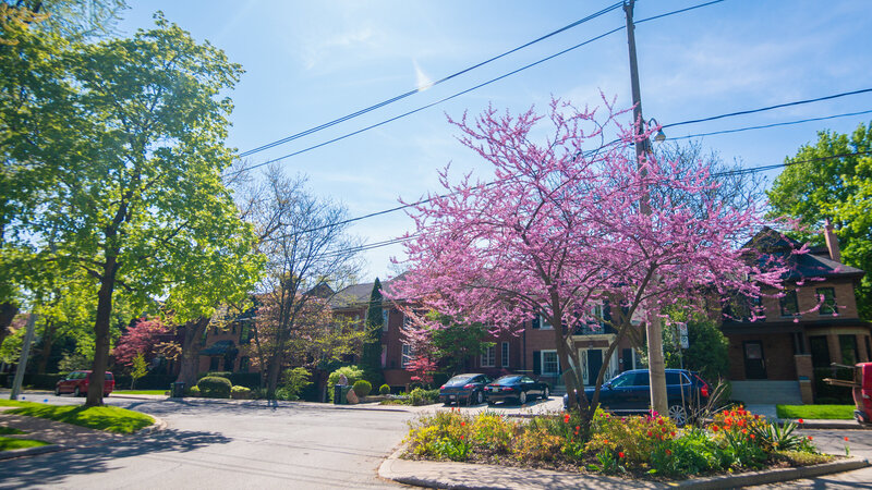 Rosedale 5
