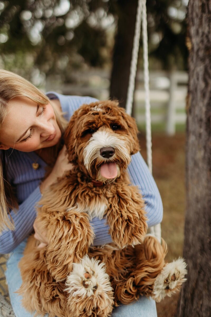 Red Australian Labradoodle Breeder in  Edmonton