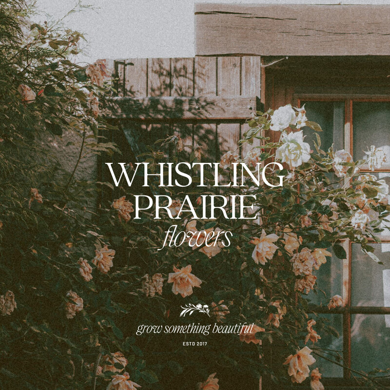 Brand Design for floral brand Whistling prairie Flowers