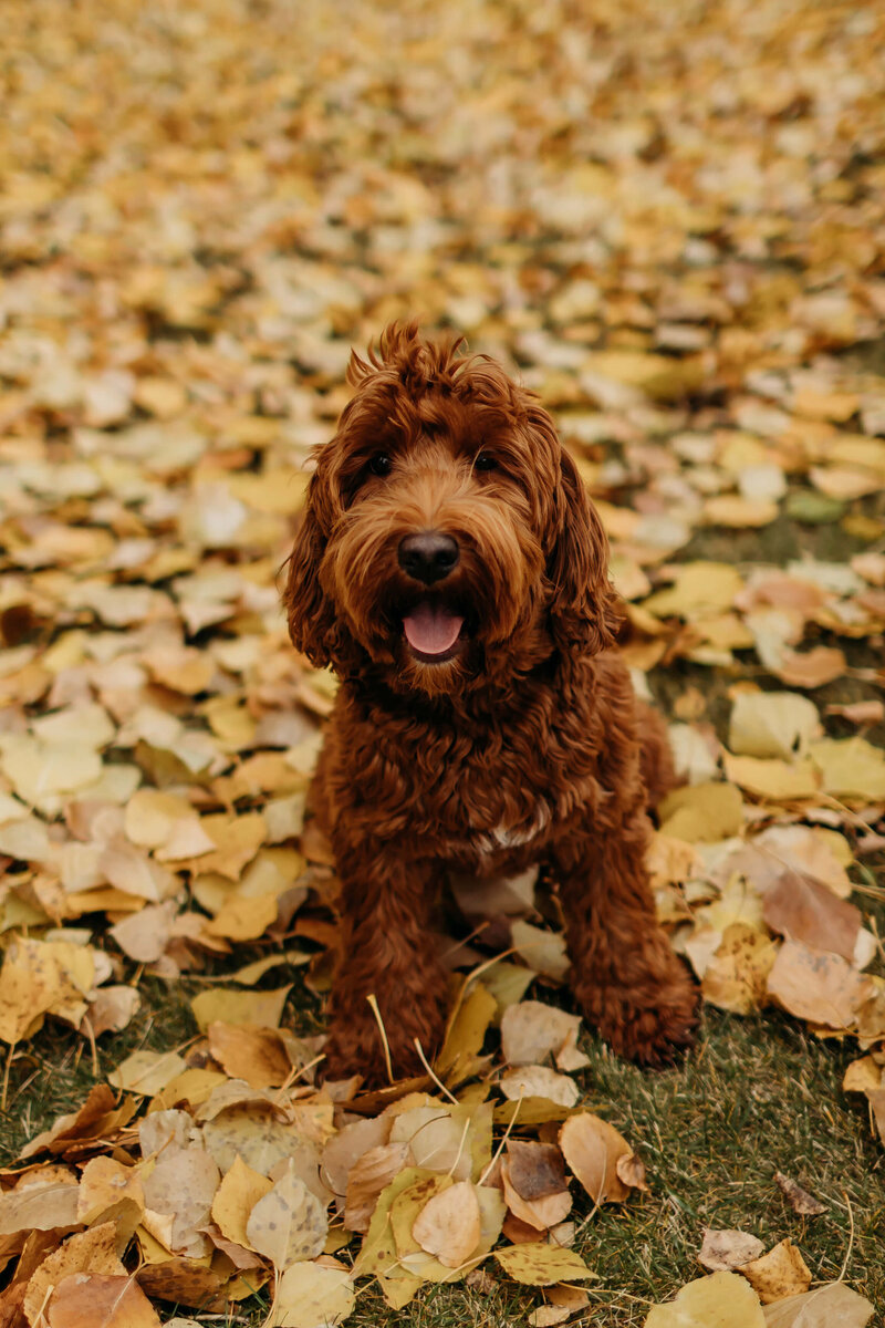 Australian-Labradoodle-Dog-Breeder-British-Columbia_(60)
