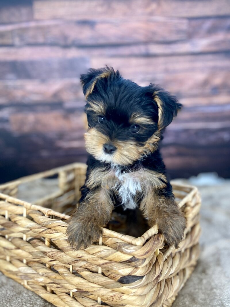Standard black and brown goldendoodle texas