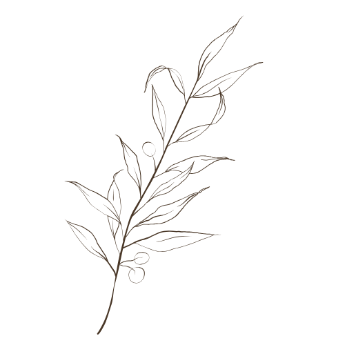 dark brown outline drawing of an olive branch