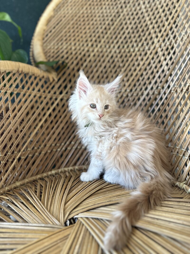 Kitten Emilio
