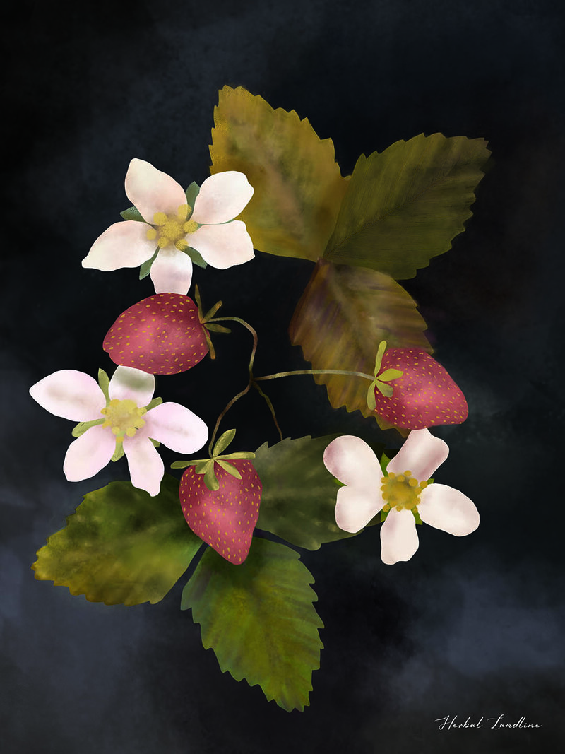 Strawberry - Tending Collection - Herbal Landline - Website