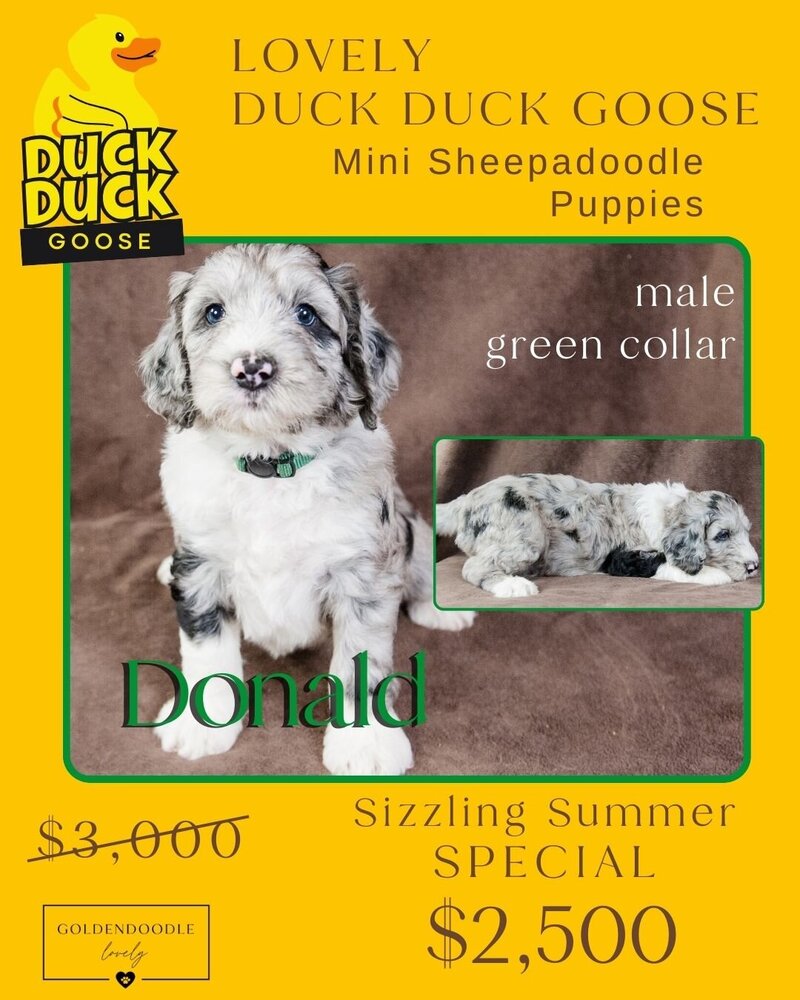 Duck Green Donald Male