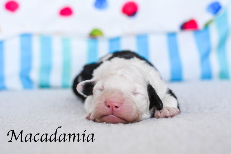 Available Mini and micro Sheepadoodle Puppies