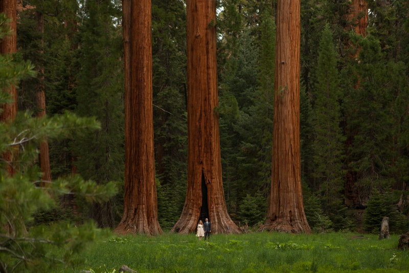 Elopement in Sequoia National Park, CA