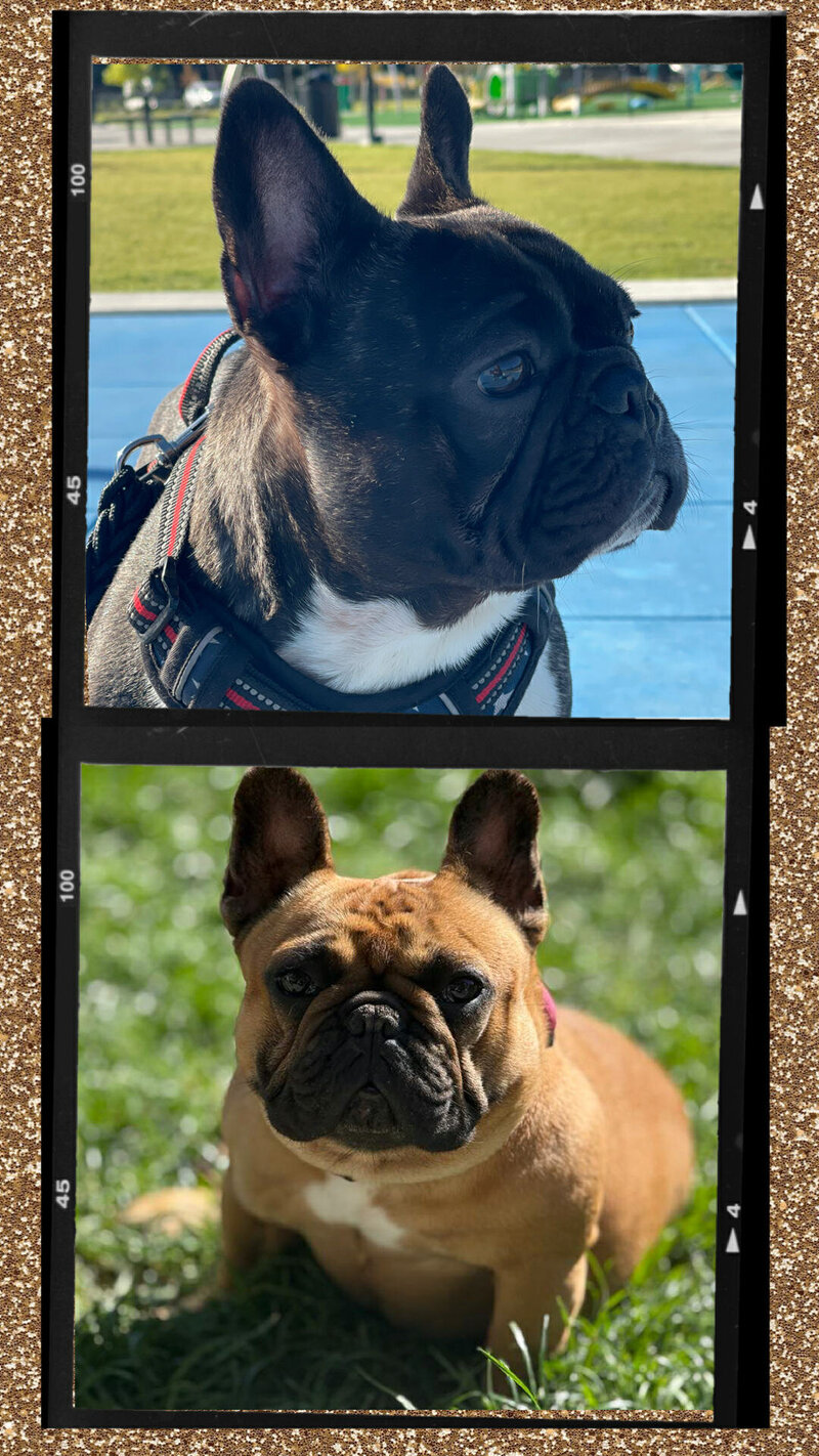 Red masked fawn french bulldog laying in her bed