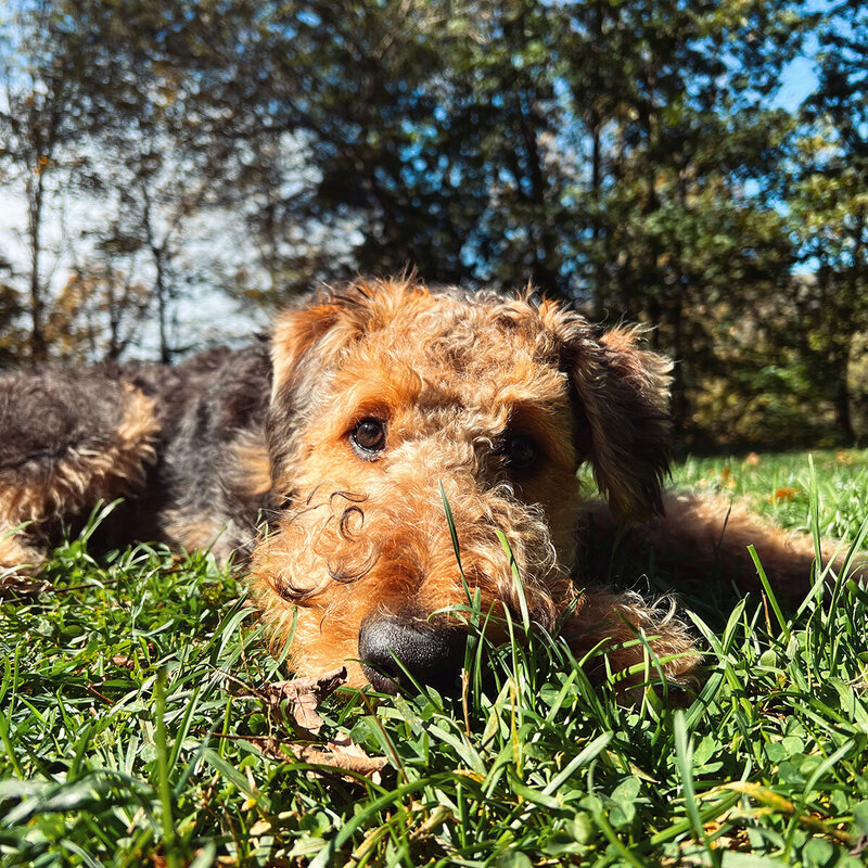 Weller - Airedale Terrier