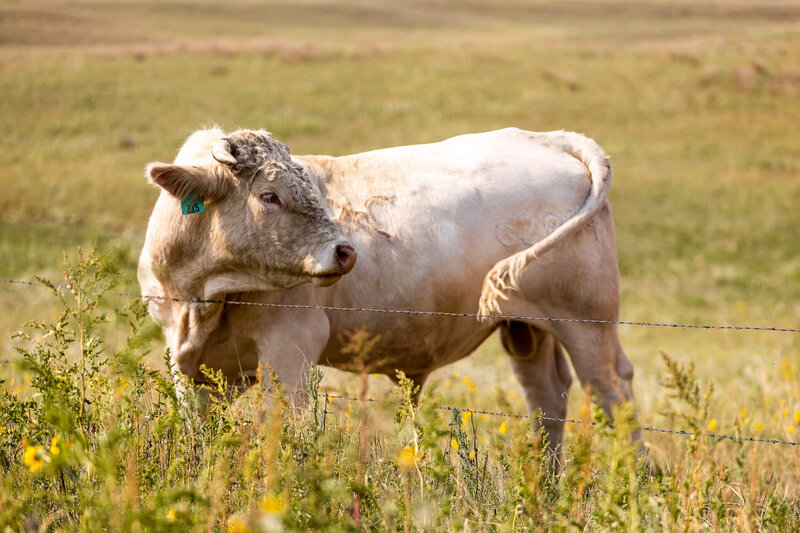 Single charolais cow