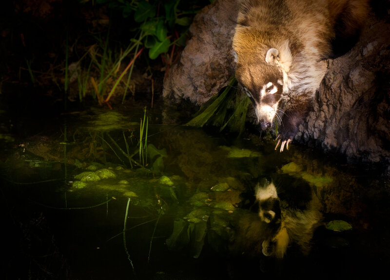 Coati-with-Reflection