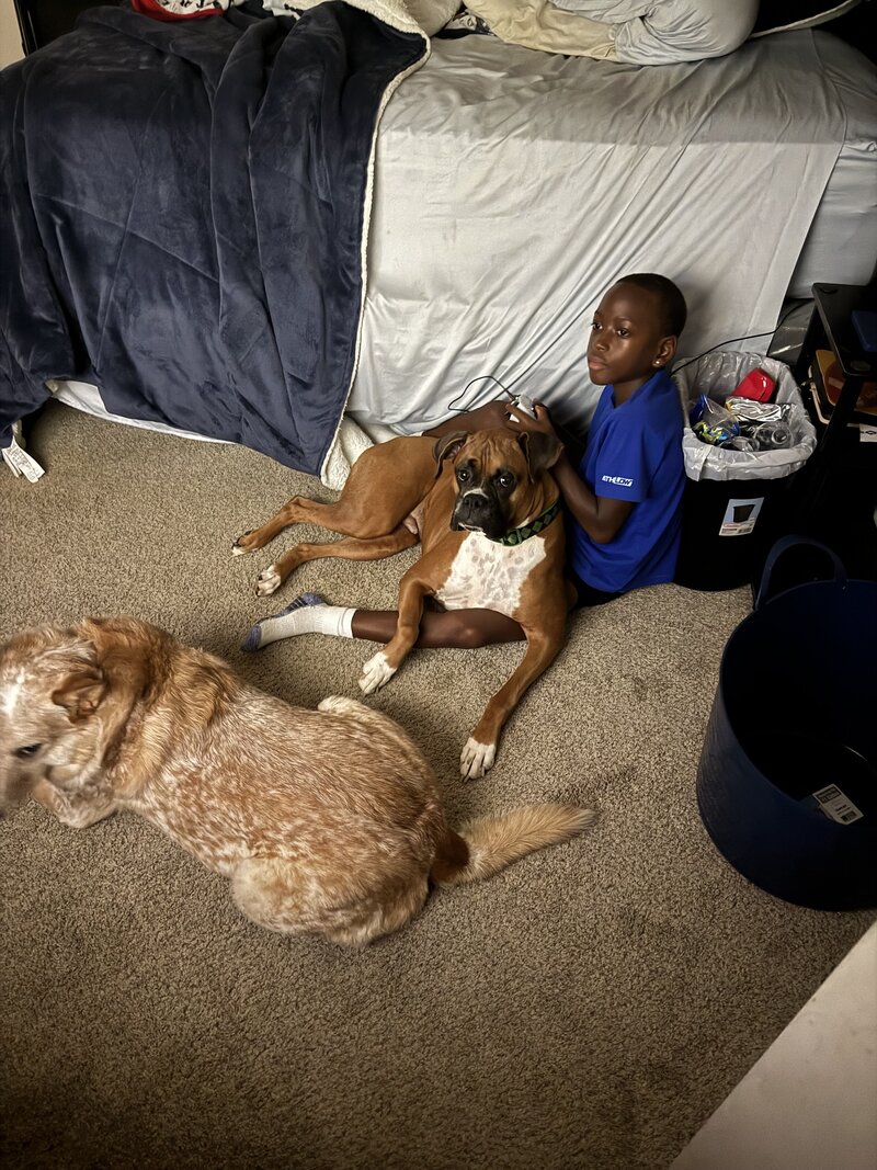 happy dogs with dog sitting and boarding business in fort worth texas