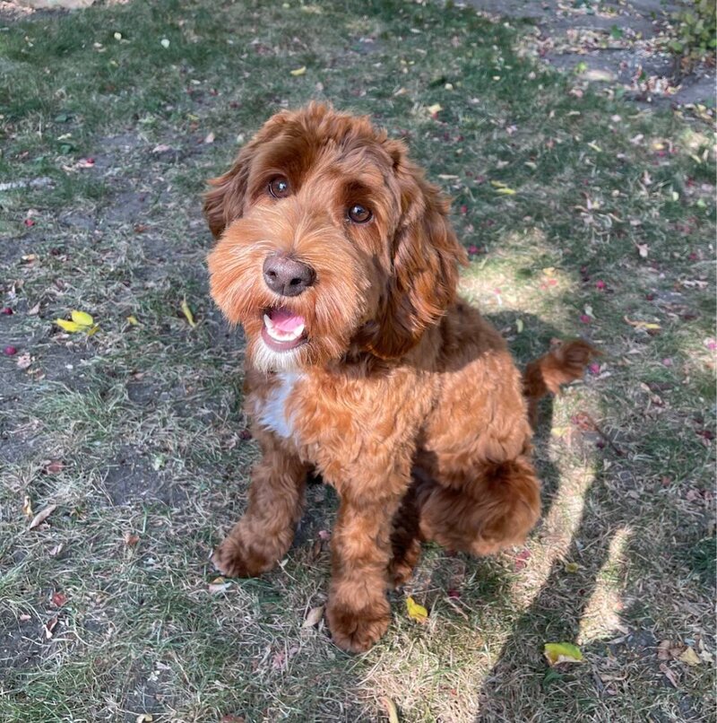 Labradoodle puppy outside 