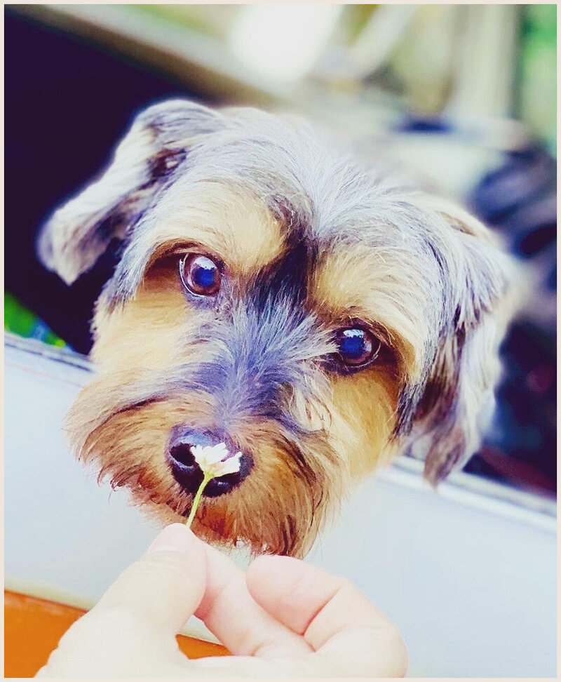 Cooper the dog who is the namesake of Cooper & Co