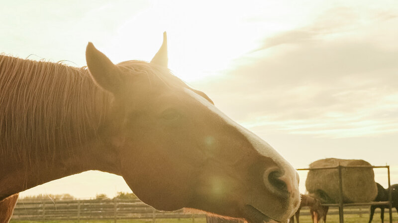 Horse in the ranch with the sun beaming, capturing the serene beauty of nature at Spirit’s Respite Ranch located near Stettler, Alberta.