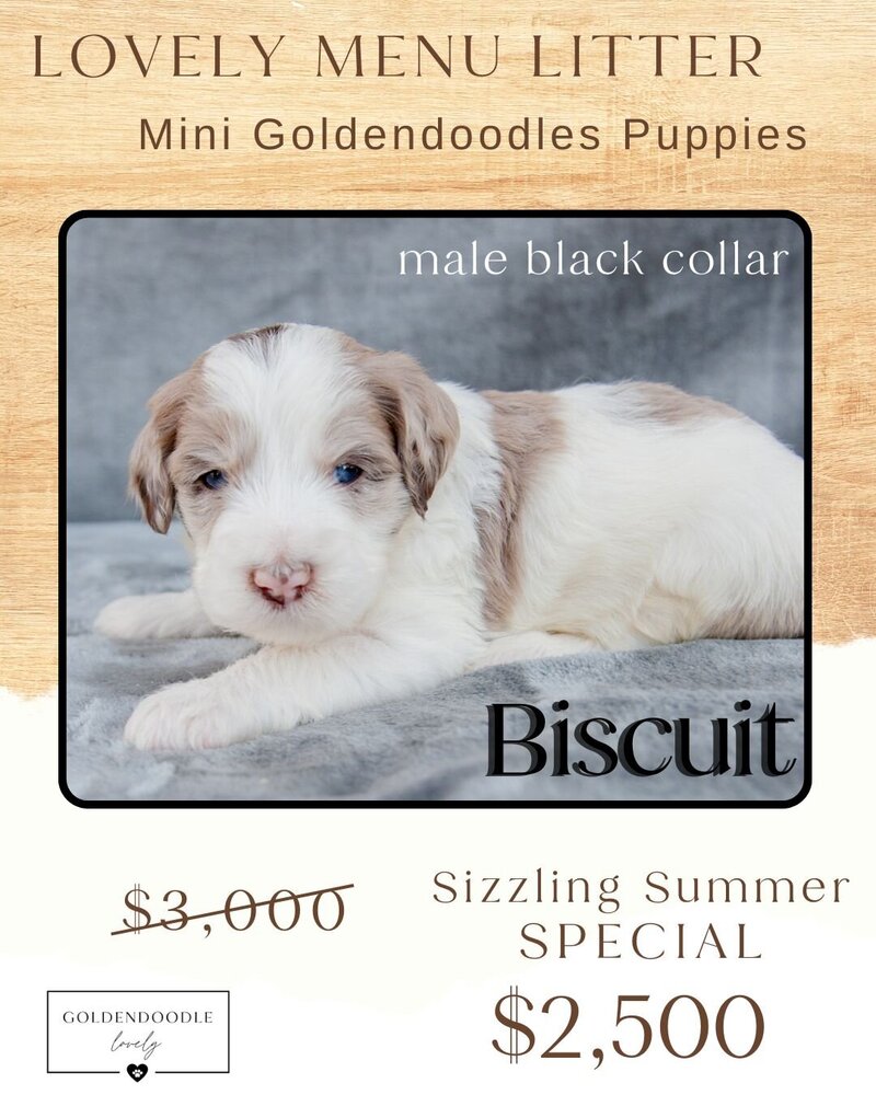 Menu Black Biscuit Male