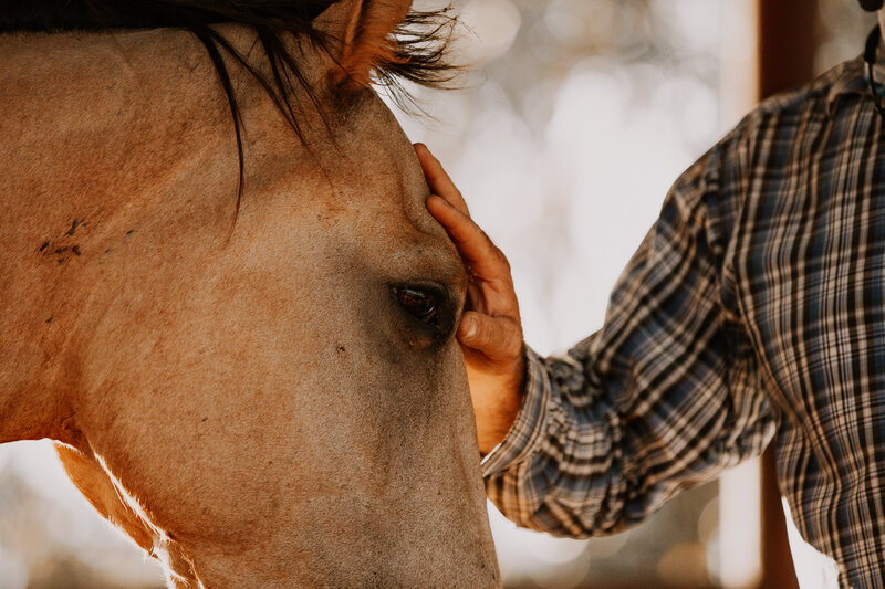 cowboy rubbing a horses head