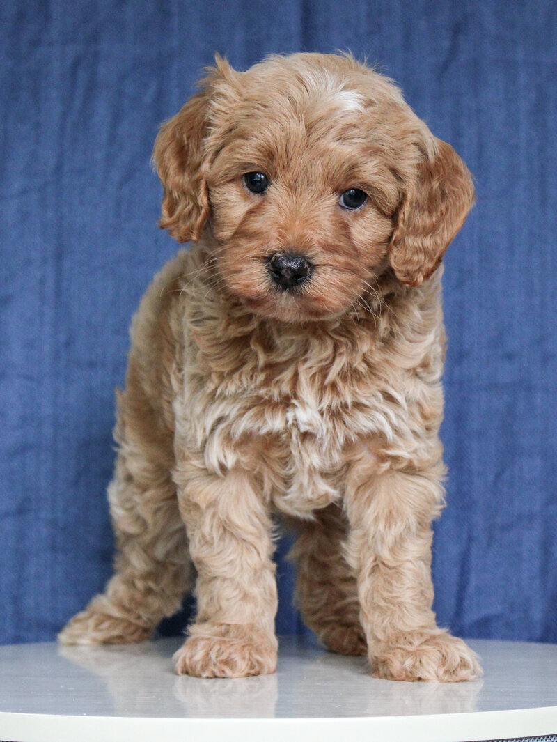 Toffee