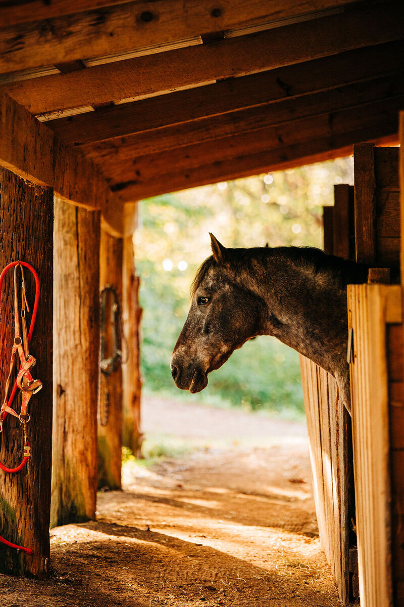 Horse Photography (11)