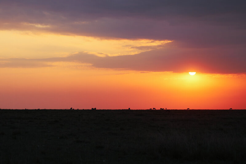 safariedited-244