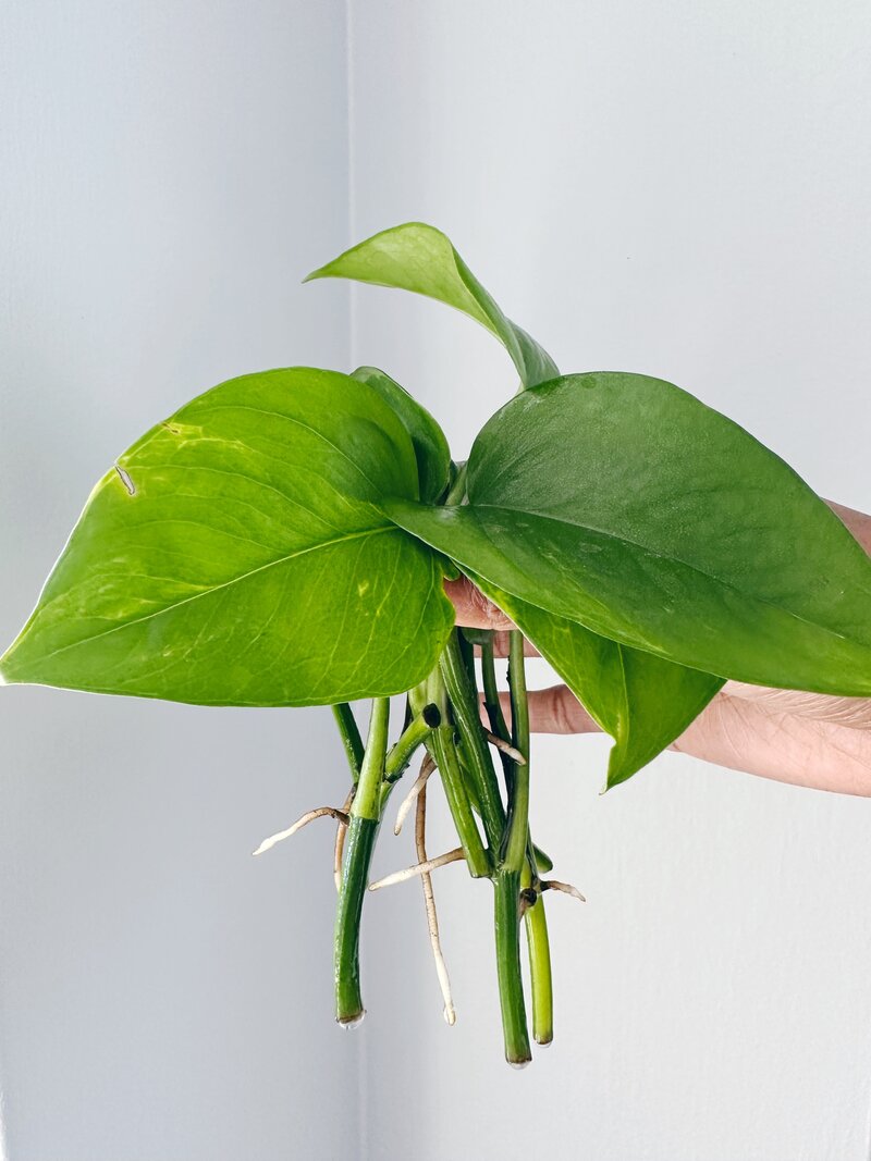 Woman holding propagation cuttings