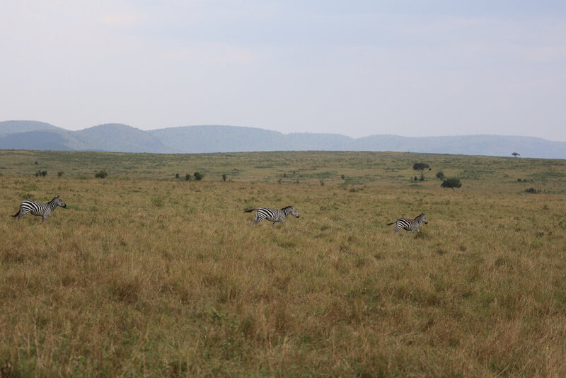 safariedited-383