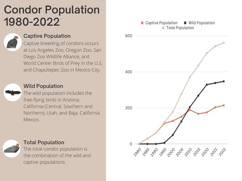 Condor Poplutaion 1980-2022