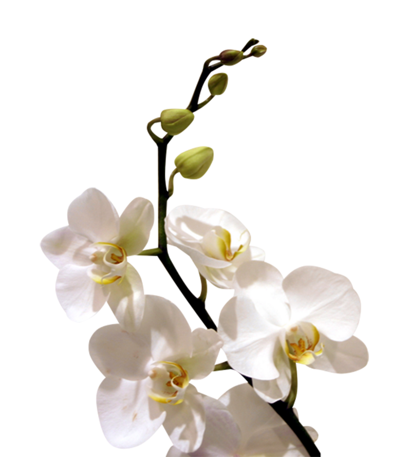 white moth orchid with buds