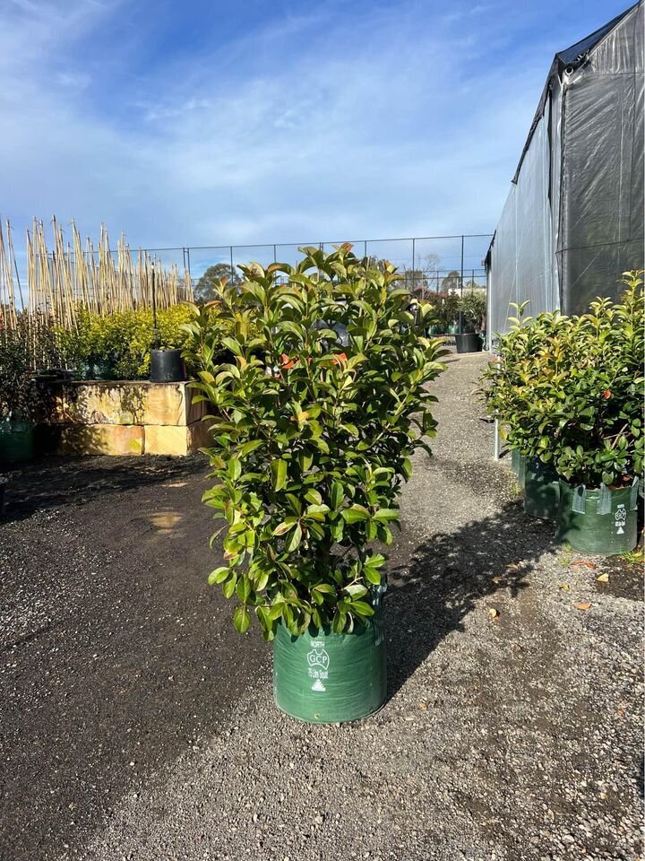 Sweet Viburnum | Viburnum Odoratissimum | Sydney Plants