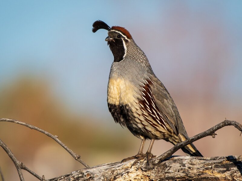 Classes-Quail