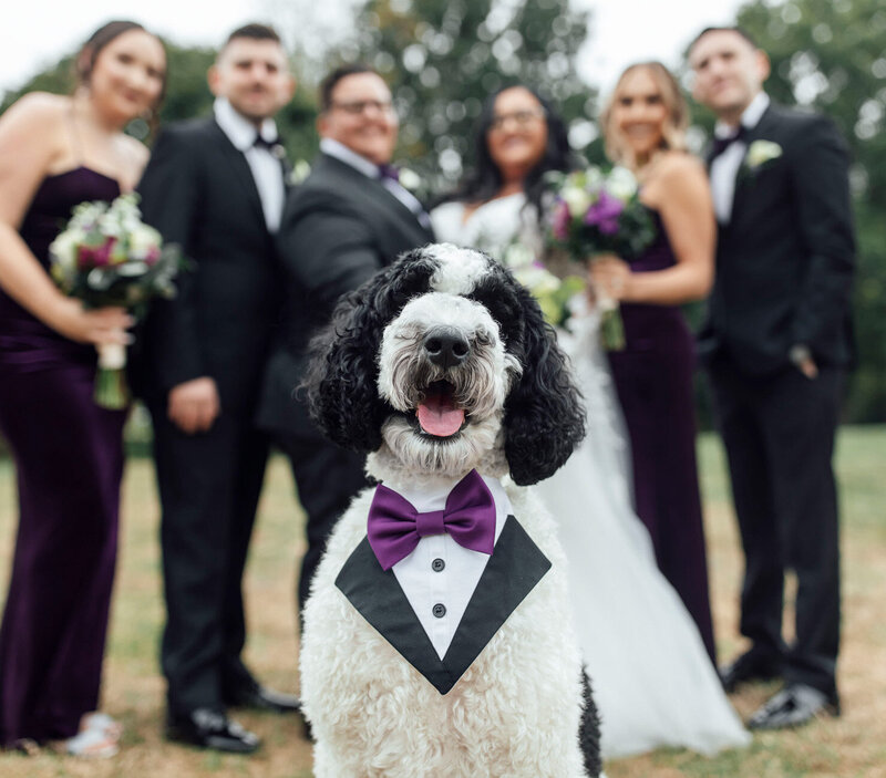 618 Restaurant Wedding | Bride with Poodle in Tuxedo and Bridal Party | Freehold, New Jersey