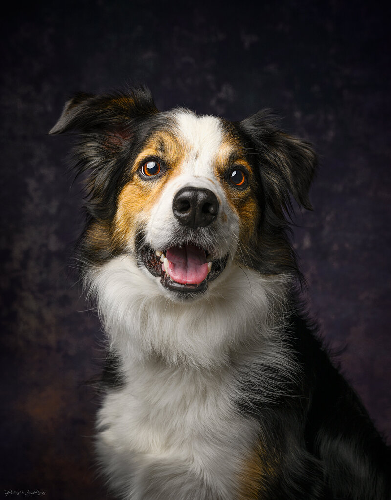 A portrait of a black and white Border Collie with golden  marks during a dog photography studio session.