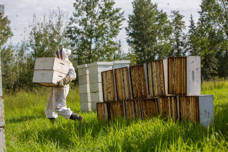 beekeepers tending to hives in the grass